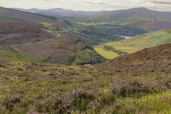Wicklow Mountains, Ballynabrocky – Ireland