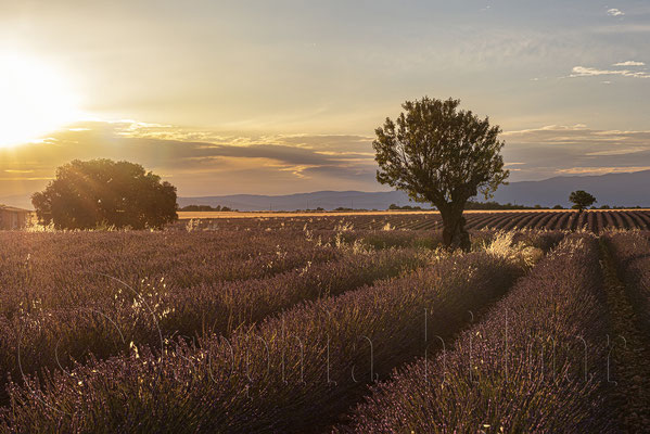 Lavender Field, Valensole, France