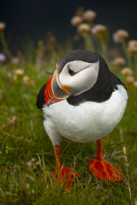 Puffin, Iceland