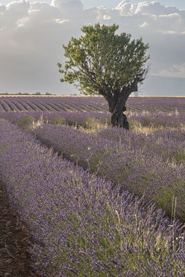 Lavender Field, Valensole, France