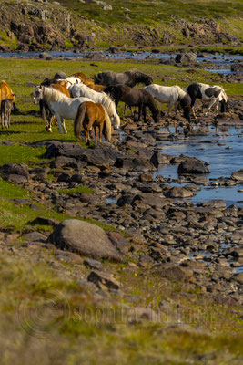 Horses, Iceland