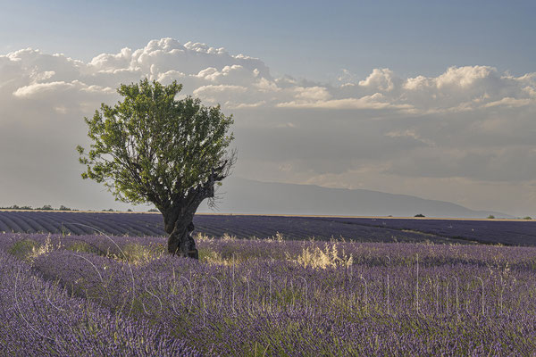 Lavender Field, Valensole, France