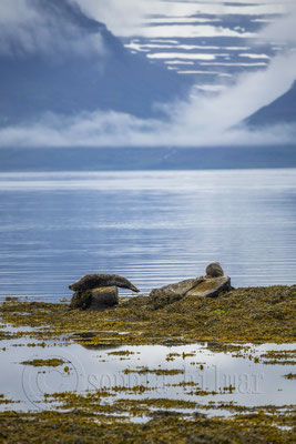 Seal Skötufjördur, Iceland