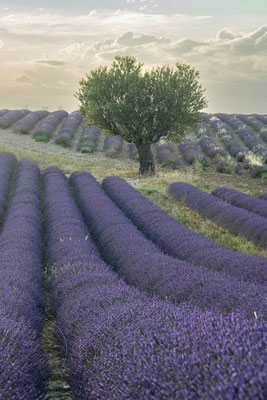 Lavender Field, Valensole, France