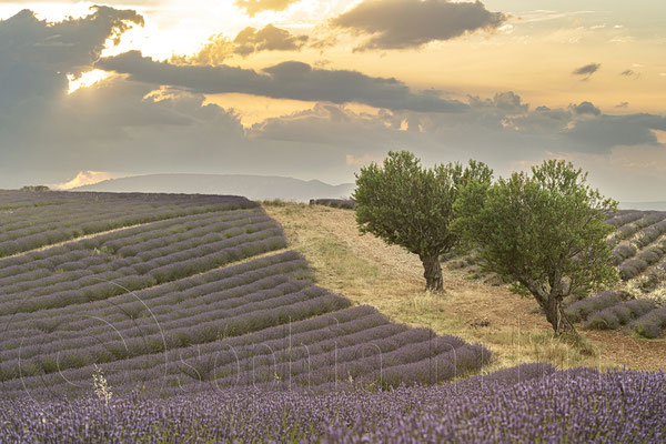 Lavender Field, Valensole, France