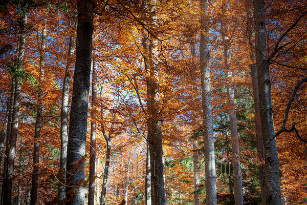 Forest on mountain Hohe Wand, Lower Austria, Austria