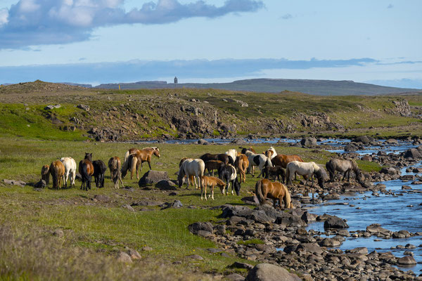 Horses, Iceland