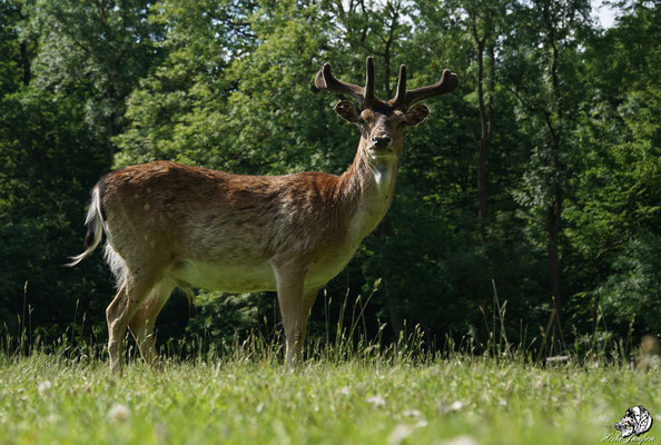 Bayrisches Waldtier mit "A"...( a Hirsch)