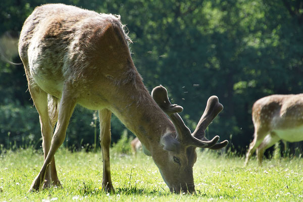 Bayrisches Waldtier mit "A"...( a Hirsch)