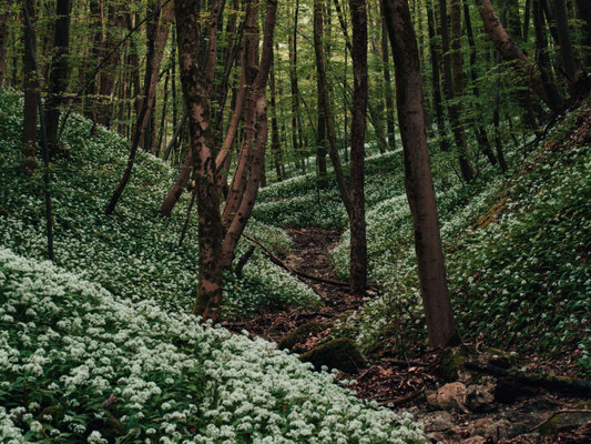 Bärlauchschlucht - Bebelsheim