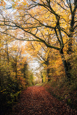 Im Wald rund um die Burg Siersberg - Siersburg