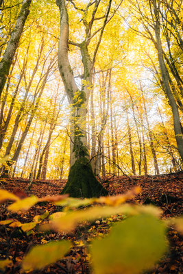 Im Wald rund um die Burg Siersberg - Siersburg