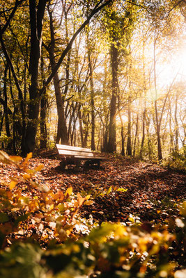 Im Wald rund um die Burg Siersberg - Siersburg
