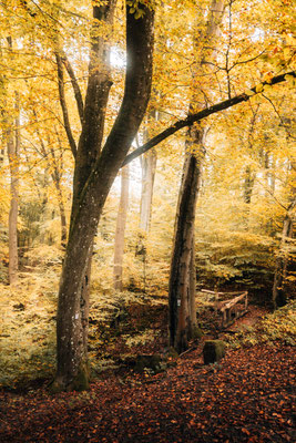 Traumschleife Der Gisinger - Rehlingen-Siersburg