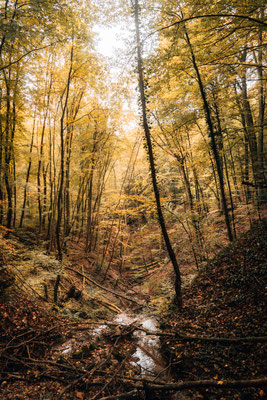 Traumschleife Der Gisinger - Rehlingen-Siersburg