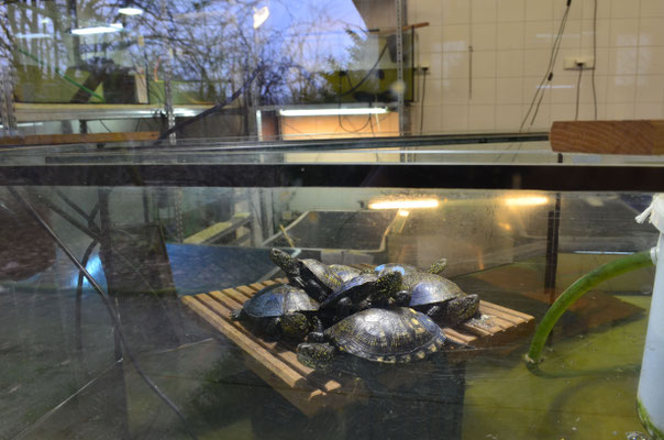 Europäische Sumpfschildkröten
