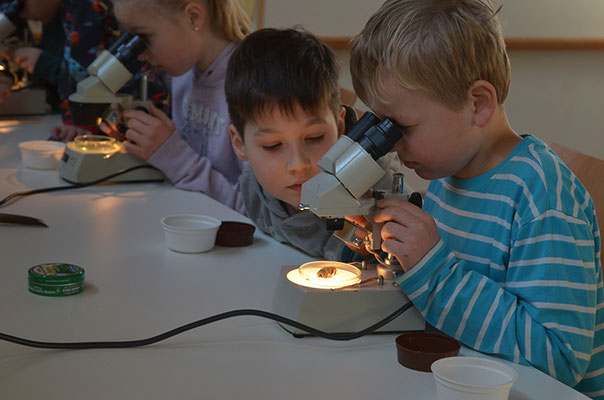 Bei der Untersuchung mit dem Mikroskop kann man die Zähne genauer betrachten.