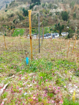 Zinkfreie Edelrost-Pfähle im neuen Weinberg vom Weingut Karl-Otto Binninger