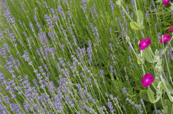 Lavendel mit Lichtnelke