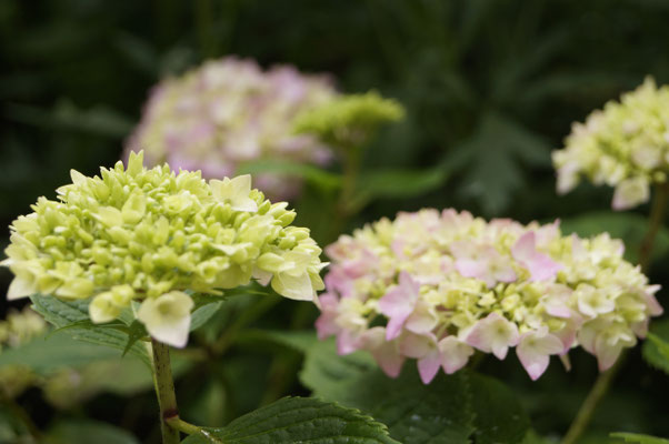 Hortensienblüten