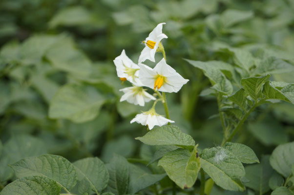 Kartoffelblüte