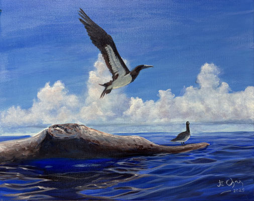 N°12 ĀpĪpiti AST 40x50 2025