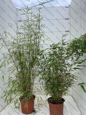 Bambou fargesia en variétés c5