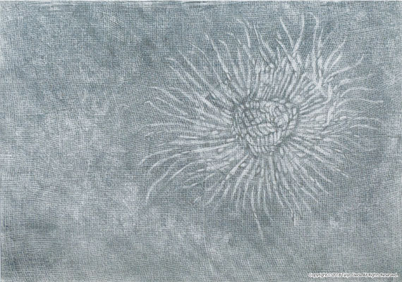 Sea anemone　1998 紙に鉛筆　Original 380×540 mm