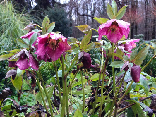 Helleborus orientalis 'Atrorubens'