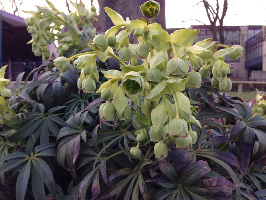 Helleborus foetidus