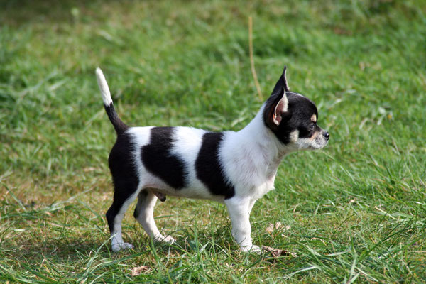 Schweiz Taischan Pomeranian Zwergspitz Chihuahua