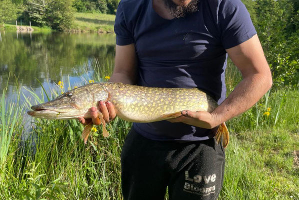 Brochet pêché dans l'étang des Pouyades en Haute-Vienne