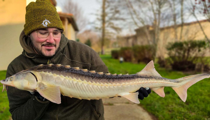 Esturgeon pêché dans l'étang des Pouyades à Magnac-Laval