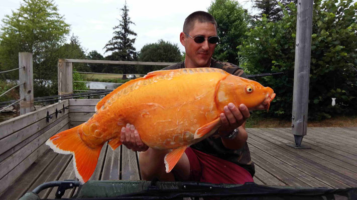 Belle carpe Coi pêchée dans l'étang des Pouyades en Limousin