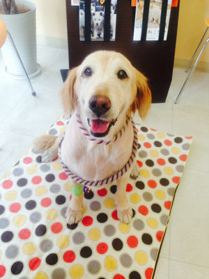 リリー愛護センターより譲渡犬