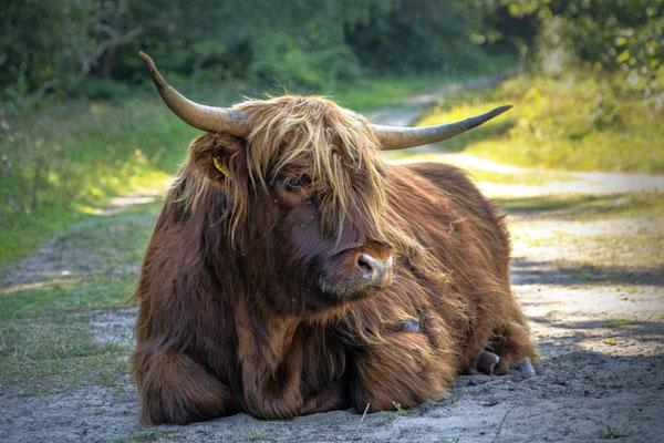 Schotse Hooglander in de Duinen van Castricum © Minou Spits