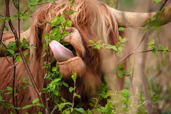 Foeragerende hooglander in de duinen van Castricum © Minou Spits
