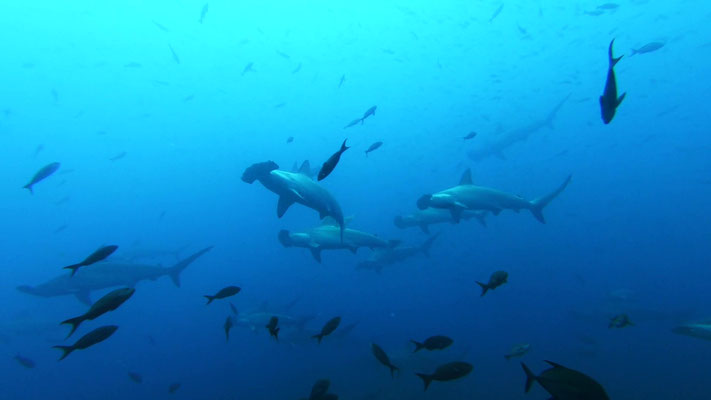 Galapagos Shark Diving