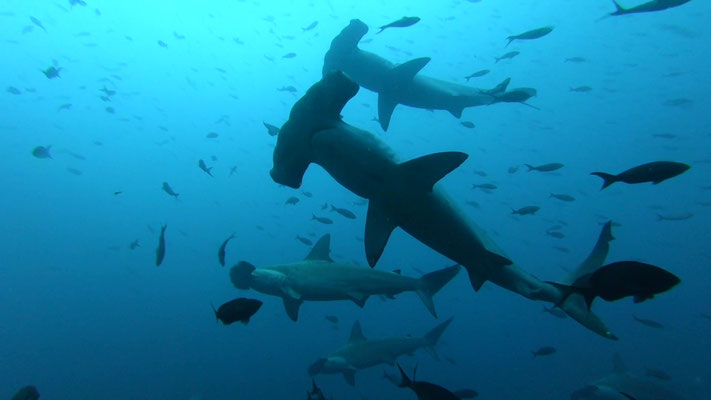 Galapagos Shark Diving