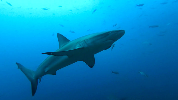 Galapagos Shark Diving