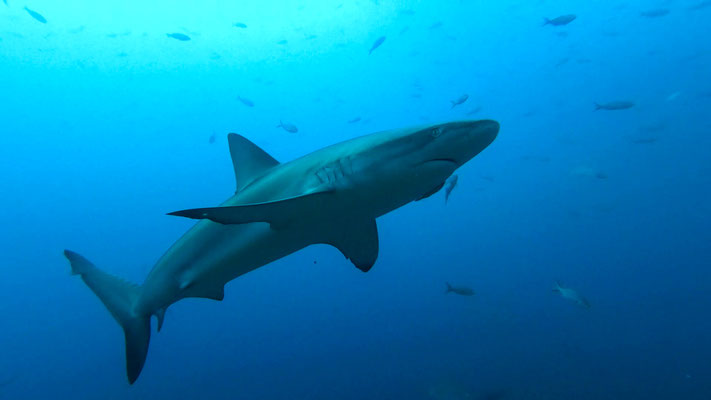 Galapagos Shark Diving