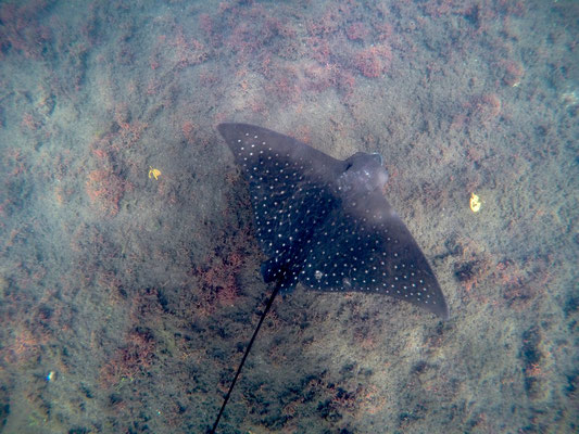 Follow Elli Reisebericht Weltreise Erfahrung Galapagos Inseln - Isla Isabela