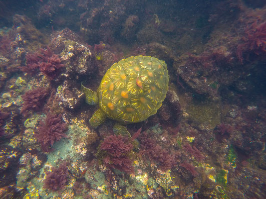 Follow Elli Reisebericht Weltreise Erfahrung Galapagos Inseln - Tauchsafari