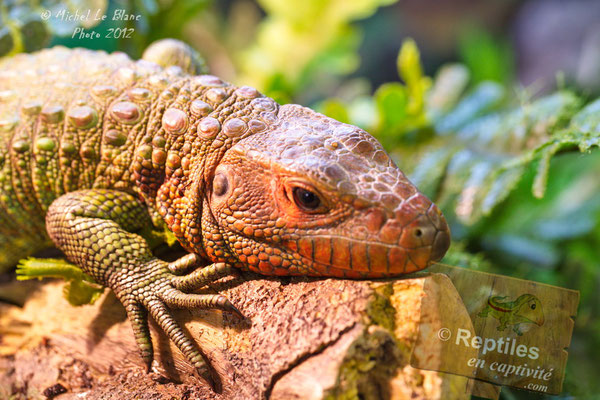 Lézard Caïman, Caiman Lizard, Dracaena guianensis