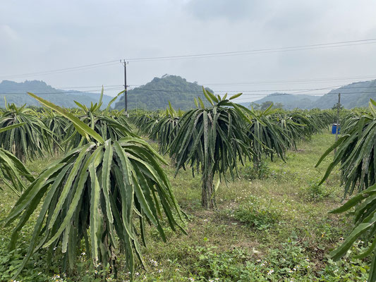 Drachenfrucht