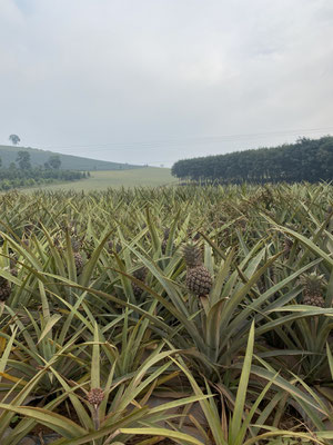 Ananas