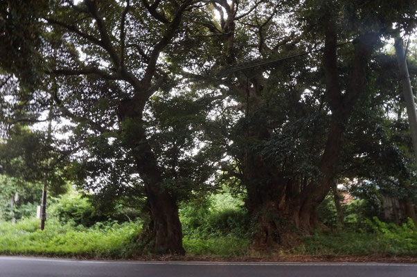 道路を挟んでスダジイの巨木