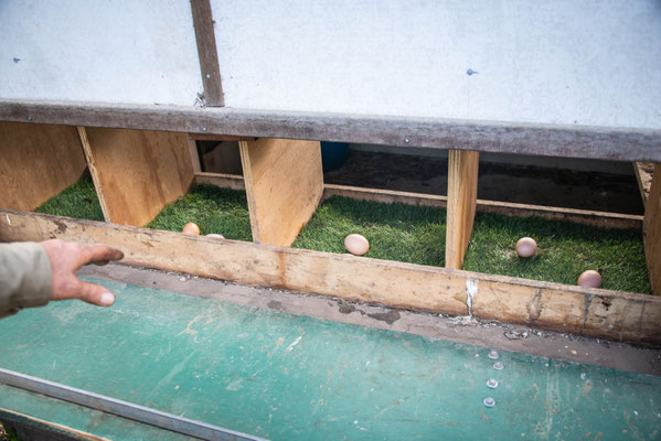Le seul endroit où il est acceptable d'avoir de l'herbe synthétique (facile à laver) - the only acceptable place for synthetic grass! (easy to wash)