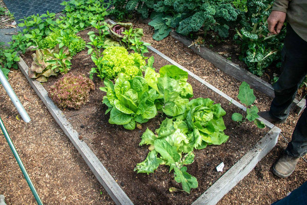 Le carré de culture du potager vivrier - the daily life veggie garden
