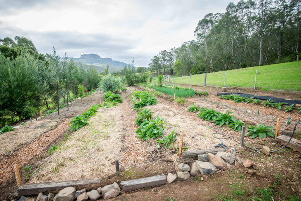 Le jardin des vivaces - the perenial garden